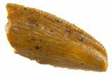 Serrated Raptor Premaxillary Tooth - Real Dinosaur Tooth #305514-1